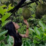 Top 5 vườn trái cây ở Cần Thơ ngon và sạch nhất Mùa sầu riêng tại vườn trái cây Rạch Kè