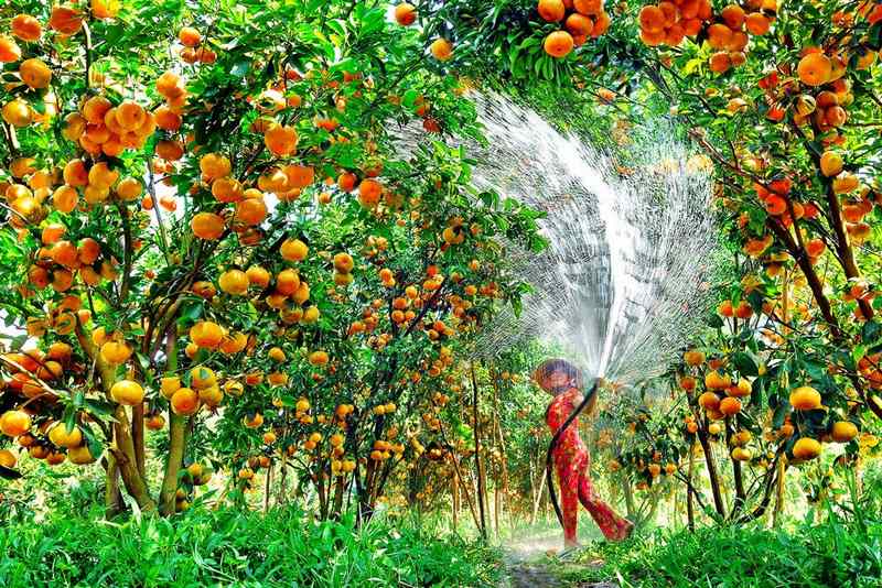Người dân tưới nước cho cam ở Mỹ Khánh